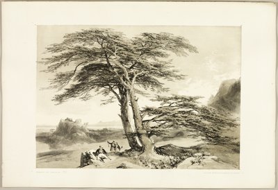 Cedars of Lebanon, from The Park and the Forest by James Duffield Harding