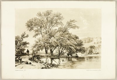Common Willow, from The Park and the Forest by James Duffield Harding