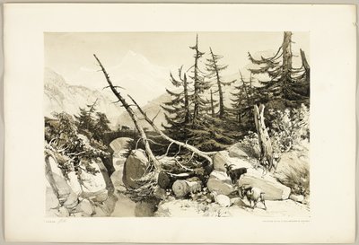 Larch, from The Park and the Forest by James Duffield Harding