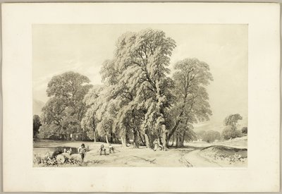 Plane Trees, from The Park and the Forest by James Duffield Harding