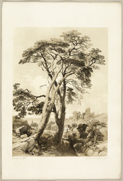 Scotch Fir, from The Park and the Forest by James Duffield Harding
