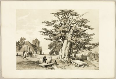 Yew, from The Park and the Forest by James Duffield Harding