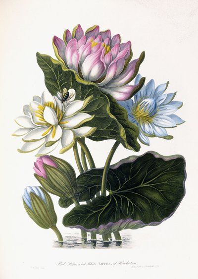 Red, Blue, and White Lotus of Hindostan by James Forbes