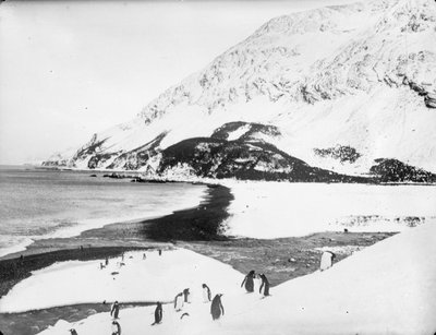 A View Along the Shore with Penguins in the Foreground, South Georgia by James Francis Hurley