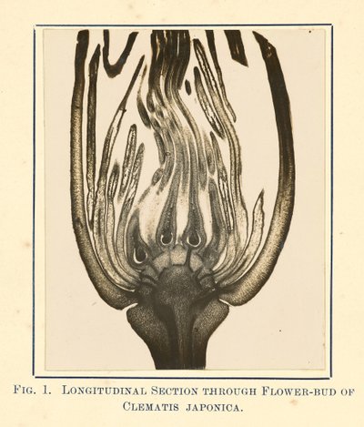 View of Clematis Japonica - Longitudinal Section by James Hornell