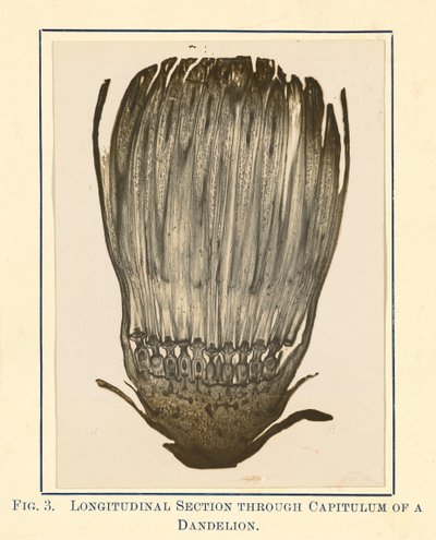 View of Dandelion Plant - Longitudinal Section by James Hornell