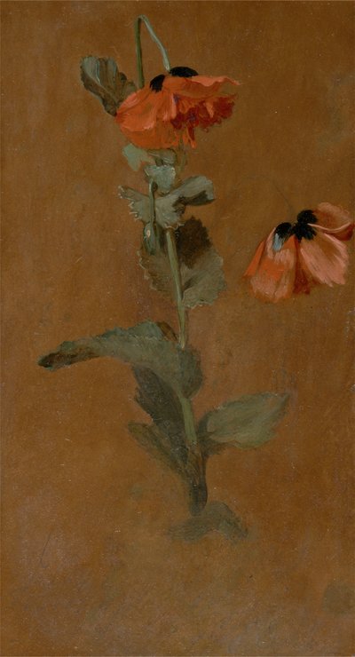 Study of Poppies, 1832 (post conservation) by James Inskipp