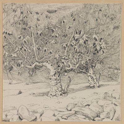 Fig tree, Valley of Hinnom, illustration from The Life of Our Lord Jesus Christ by James Jacques Joseph Tissot