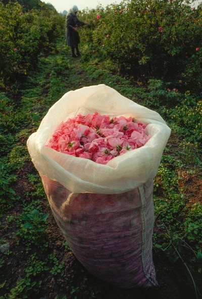 A Bag Filled with Fresh-Picked Rose Petals, Valley of the Roses, Bulgaria by James L Stanfield