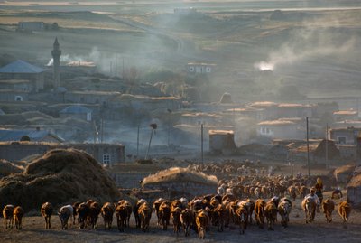 A large herd of cattle moves to pasture through a dusty rural town. Enrentepe, Turkey by James L Stanfield