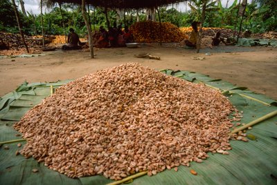 A Large Pile of Cacao Beans, Genus: Theobroma, Species: Cacao by James L Stanfield