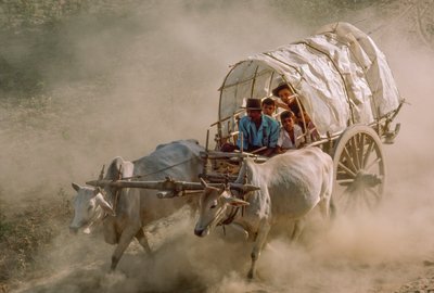 Bullock cart races mark the full-moon day of Kason, Patheingyi, east of Mandalay, Burma by James L Stanfield