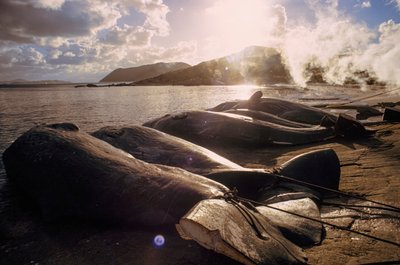 Butchered whales line the beach following a hunt. Frenchman Bay near Albany, Western Australia by James L Stanfield