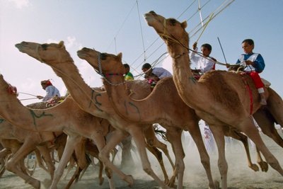 Camels surge forward during Oman