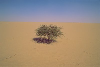 Isolated tree in a desert in Niger, Africa by James L Stanfield
