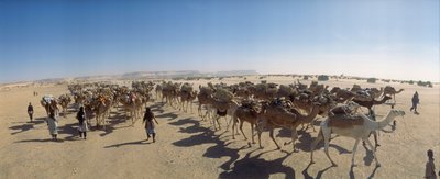 Panorama of a salt camel caravan outside Fachi. Near Fachi, Niger by James L Stanfield