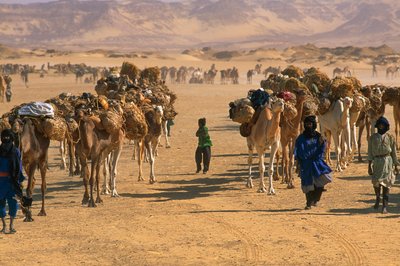 Salt camel caravan outside Fachi. Near Fachi, Niger by James L Stanfield