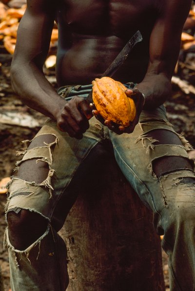 A man splitting a cacao pod (detail) by James L Stanfield