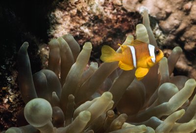 Underwater off Eilat, Israel, Gulf of Aqaba (part of the Red Sea) by James L Stanfield