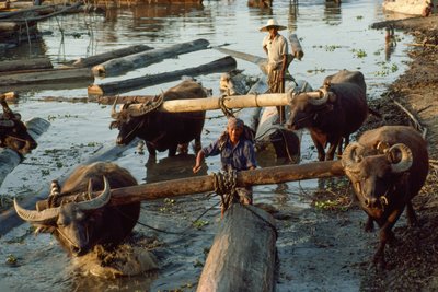 Water Buffalos Pull Hardwood Logs Out of the River and Onto Flatbeds, Irrawaddy River by James L Stanfield
