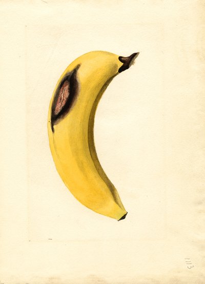 Banana (Musa) by James Marion Shull