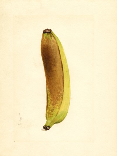 Banana (Musa) by James Marion Shull