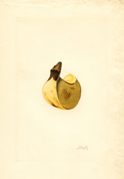 Banana (Musa) by James Marion Shull