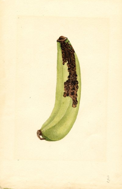 Banana (Musa) by James Marion Shull