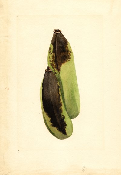 Bananas (Musa) by James Marion Shull