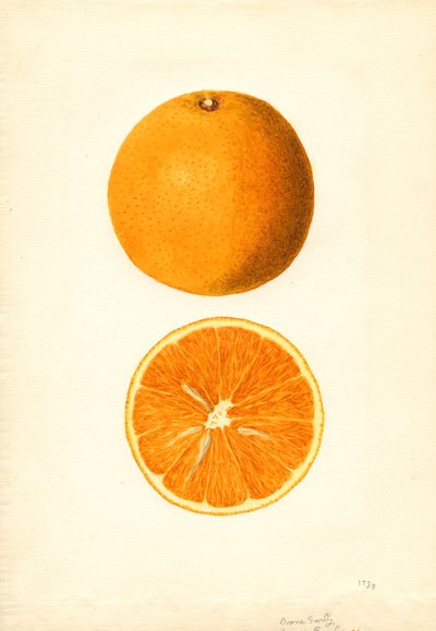Boone Early Oranges (Citrus sinensis) by James Marion Shull