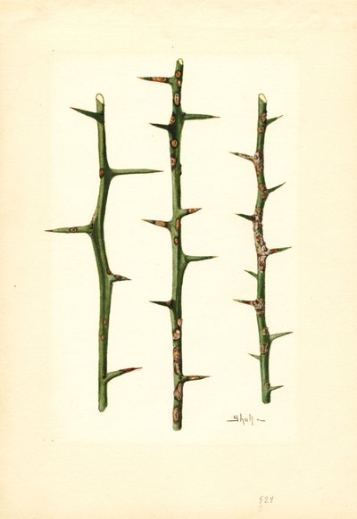 Citrus Canker on Orange plant stem (Poncirus trifoliata) by James Marion Shull