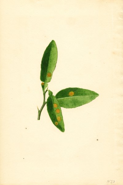 Diseased orange tree leaf (Citrus aurantium) by James Marion Shull