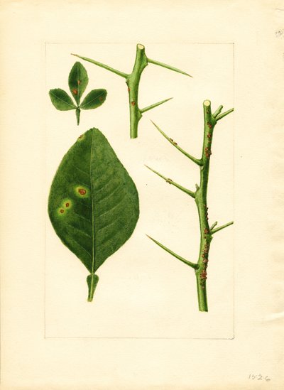 Diseased orange tree leaf and twig (Poncirus trifoliata) by James Marion Shull