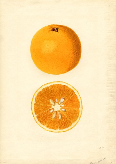 Homosassa Oranges (Citrus sinensis) by James Marion Shull