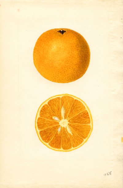 Majorca Oranges (Citrus sinensis) by James Marion Shull