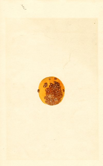 Orange (Poncirus trifoliata) by James Marion Shull