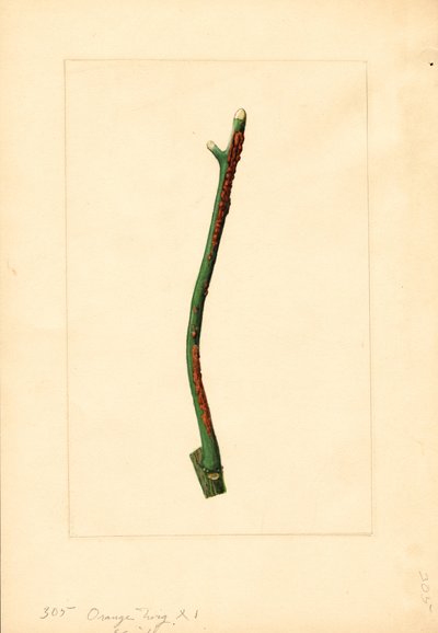 Orange tree twig (Citrus sinensis: Valencia) by James Marion Shull