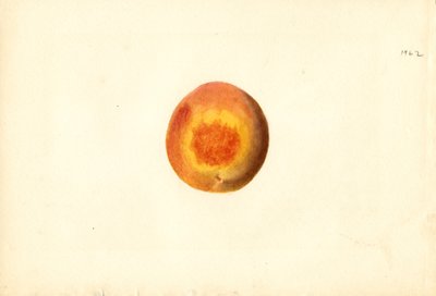 Peach (Prunus persica: Elberta) by James Marion Shull