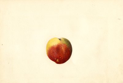 Peach (Prunus persica: Elberta) by James Marion Shull