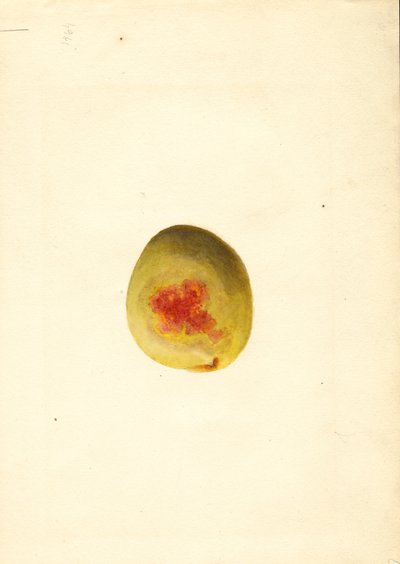 Peach (Prunus persica: Elberta) by James Marion Shull
