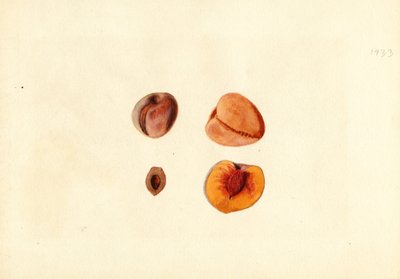 Peaches (Prunus persica: Hutchkins) by James Marion Shull