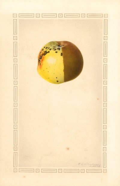 Russet Apple (Malus domestica) by James Marion Shull