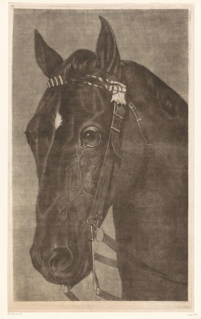 Head of a Horse with Bridle by James Newman Hodges