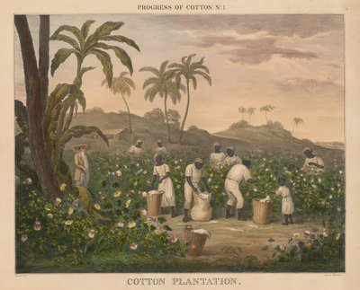 Progress of Cotton: #1 - Cotton Plantation by James Richard Barfoot