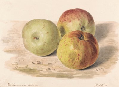 The Summer Lodden, Sept. 1832: A Still Life Study of Three Apples by James Sillett