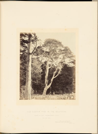 Old Cluster Pine in the Belvidere by James Sinclair, 14th Earl of Caithness