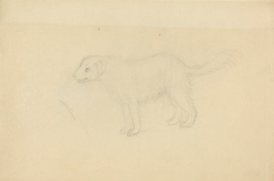 A Dog by James Sowerby