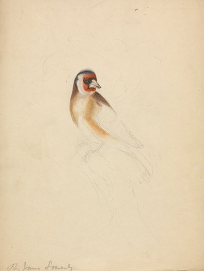 A European Goldfinch by James Sowerby