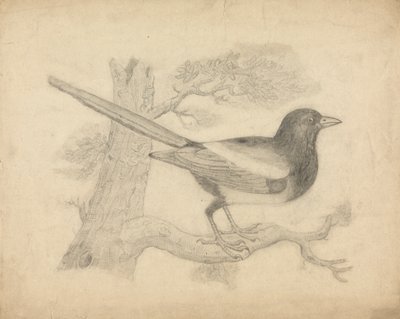 A Magpie in a Tree by James Sowerby