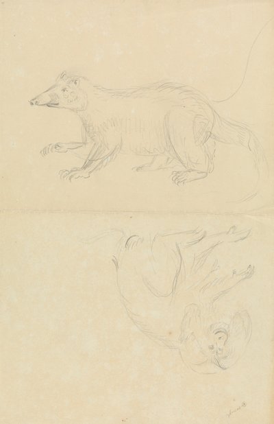 A Mammal (coatimundi?) and a Primate (Marmoset?). A Coatimundi and a Lion-Headed Marmoset by James Sowerby